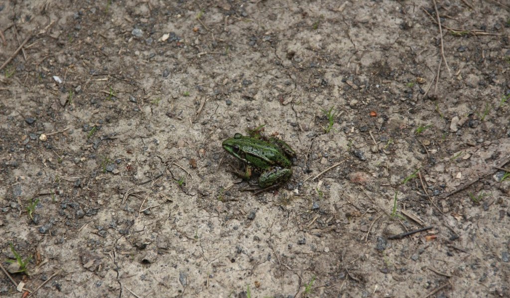 Laubfrosch in den Papitzer Lachen | Foto: NABU Sachsen