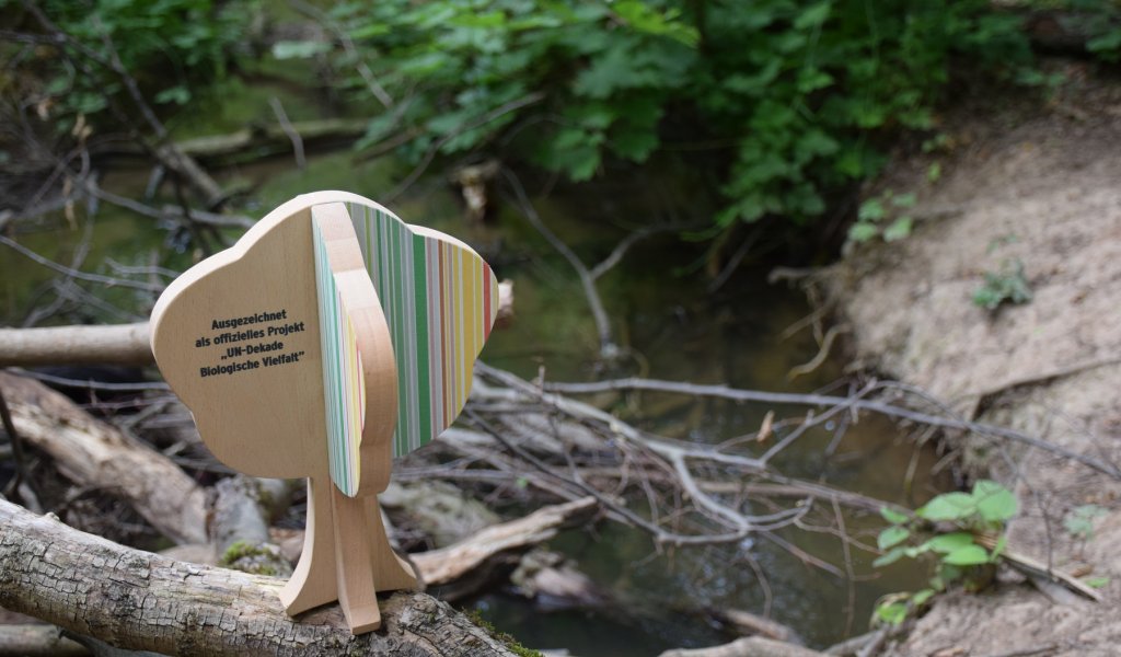 UN-Deakde-Baum in der Burgaue | Foto: Karolin Tischer | NABU Sachsen