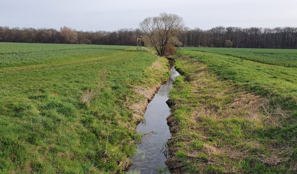 Dieser Gewässerabschnitt des Zschamperts verläuft zukünftig flacher und breiter sowie mit leicht geschwungener Führung.  | Foto: Kathleen Burkhardt-Medicke | NABU Sachsen