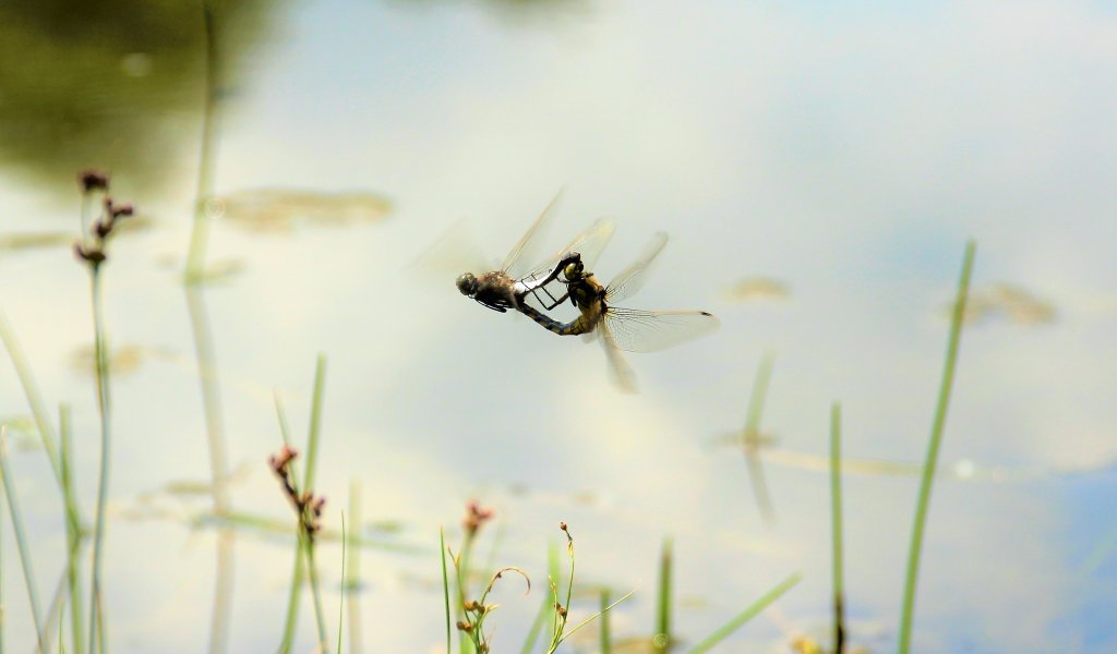 Männchen und Weibchen des Großen Blaupfeils, der Fließ- und Standgewässer zur Vermehrung nutzt, im Paarungsrad. | Foto: Philipp Steuer I NABU Sachsen