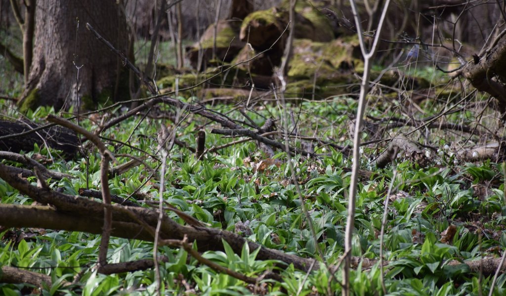 Der Bärlauch, der in einer regelmäßig überfluteten Aue eigentlich gar nicht so häufig vertreten ist, mag es nämlich feucht und kühl, aber ständige Nässe meidet er.  | Foto: Karolin Tischer | NABU Sachsen