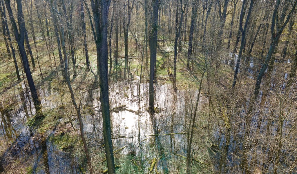 Durch die Revitalisierungsmaßnahmen in der Burgaue aus dem Frühjahr 2023 können bis zu 30 Hektar Auwaldfläche im Leutzscher Holz und in der Burgaue mit Wasser aus dem Burgauenbach versorgt werden. | Foto: Michael Vieweg | UFZ Leipzig