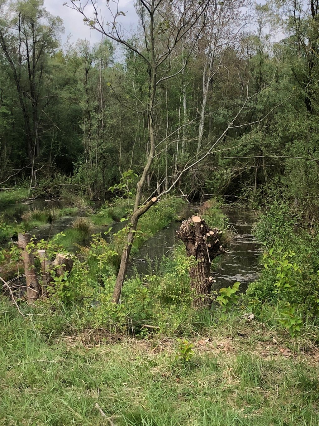 Wieder mehr Tageslicht für ein Amphibiengewässer in Papitz, dank einer Gehölzentnahme. | Foto: Moritz Glüer