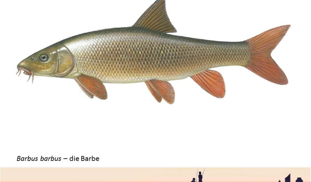 Die Barbe - ein typischer Fisch der Leipziger Auenlandschaft | Foto: Anglerverband Leipzig e.V.