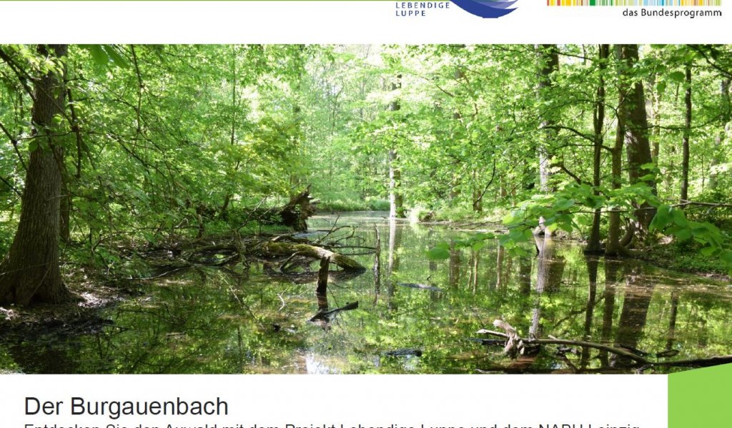 Virtuelle Burgauenbach-Exkursion   | Abb.: NABU Sachsen