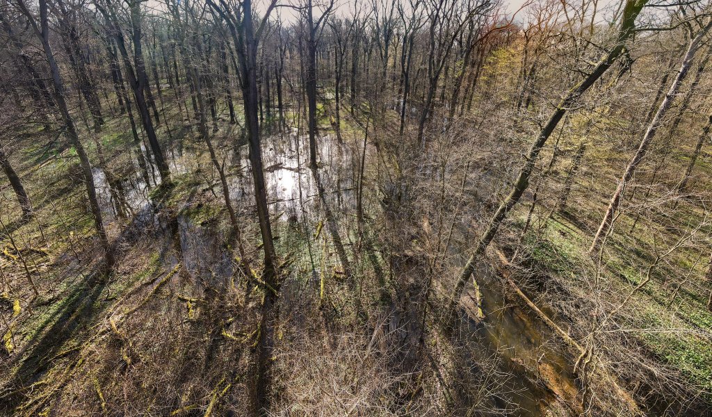 Der Burgauenbach versorgt Altarme und andere reliktische Rinnen in der Burgaue besonders im Frühjahr, wenn die zuführenden Flüsse mehr Wasser führen, mit Wasser. | Foto: UFZ-Michael Vieweg