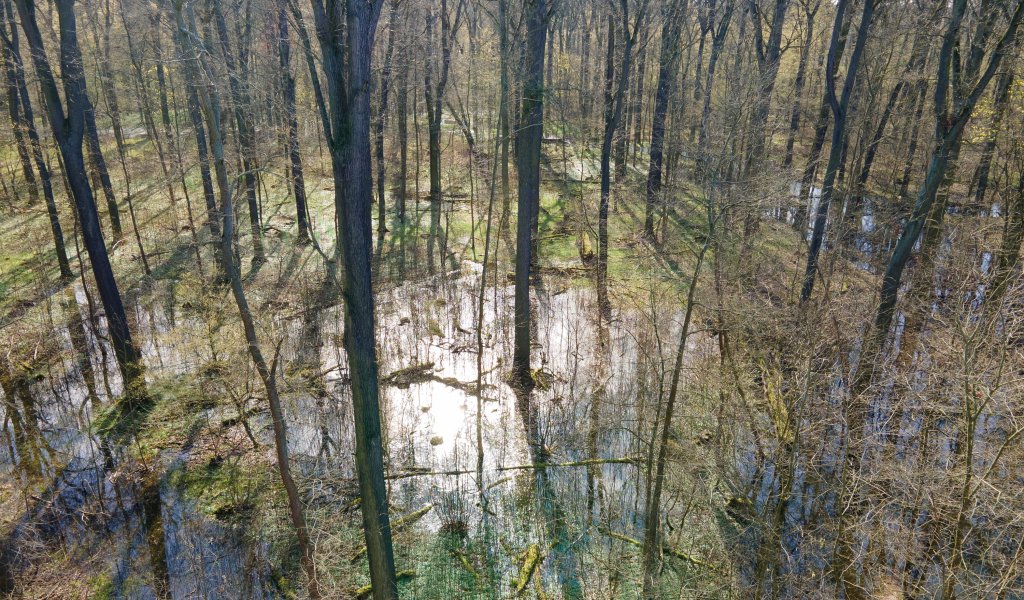 Durch die Revitalisierungsmaßnahmen in der Burgaue aus dem Frühjahr 2023 können bis zu 30 Hektar Auwaldfläche im Leutzscher Holz und in der Burgaue mit Wasser aus dem Burgauenbach versorgt werden. | Foto: Michael Vieweg | UFZ Leipzig