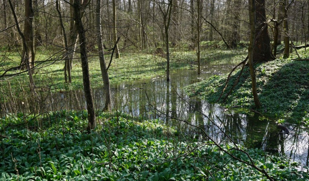 Überflutung in der Burgaue im Frühjahr 2023 nach den Revitalisierungsmaßnahmen am Burgauenbach und der Instandsetzung des Einlaufbauwerkes | Foto: Philipp Wöhner